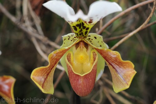 Orchideen2015 01 01