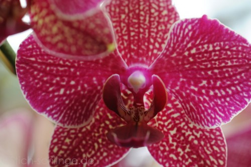 Orchideen2015 17 17